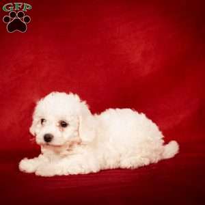 Bonnie, Bichon Frise Puppy