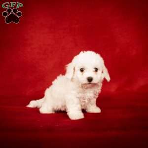 Bonnie, Bichon Frise Puppy
