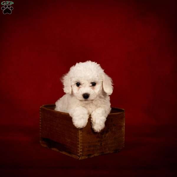 Bertha, Bichon Frise Puppy
