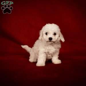 Bertha, Bichon Frise Puppy