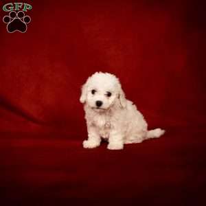 Bertha, Bichon Frise Puppy