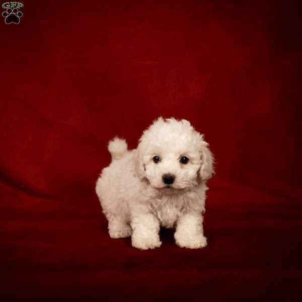 Buster, Bichon Frise Puppy