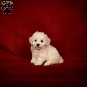 Buster, Bichon Frise Puppy