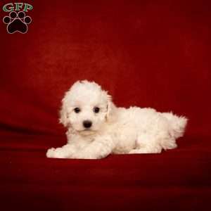 Buster, Bichon Frise Puppy