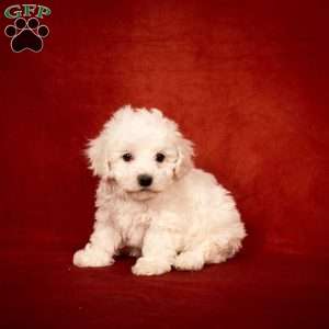 Buster, Bichon Frise Puppy