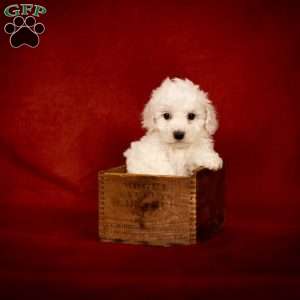 Buster, Bichon Frise Puppy