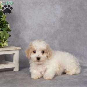 Dean, Bich-Poo Puppy