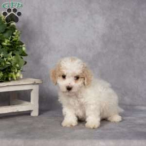 Dean, Bich-Poo Puppy