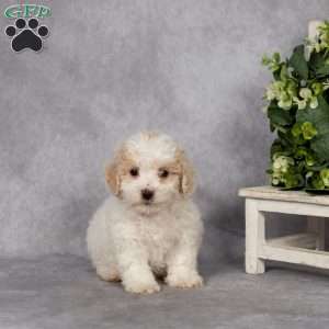 Dean, Bich-Poo Puppy