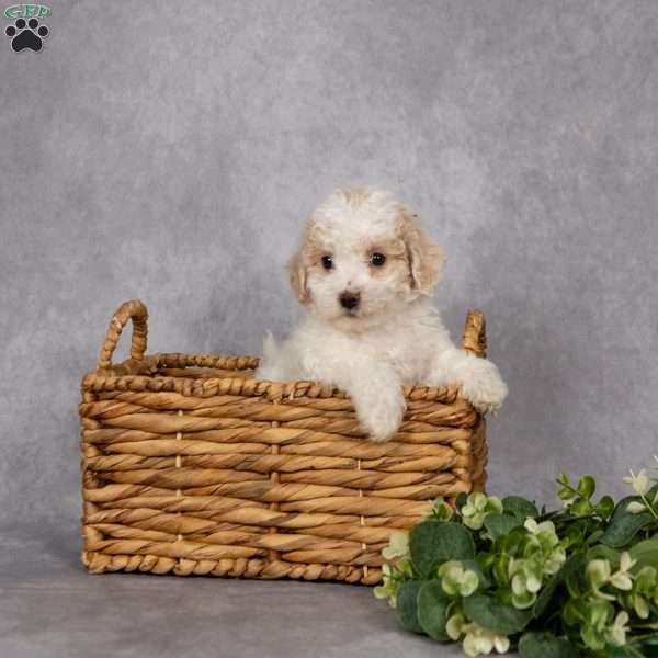 Dean, Bich-Poo Puppy