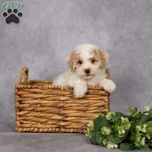 Dana, Bich-Poo Puppy