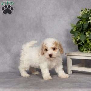 Dana, Bich-Poo Puppy