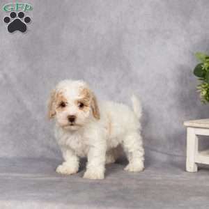 Dana, Bich-Poo Puppy