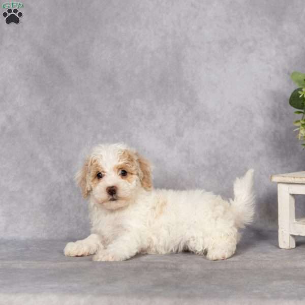 Dana, Bich-Poo Puppy