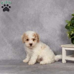 Dana, Bich-Poo Puppy