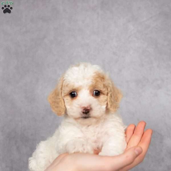 Davey, Bich-Poo Puppy