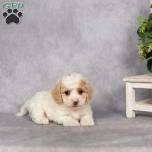 Davey, Bich-Poo Puppy