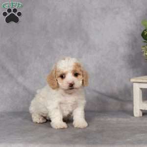 Davey, Bich-Poo Puppy