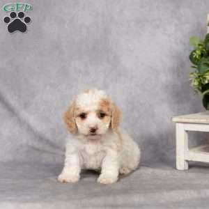 Davey, Bich-Poo Puppy