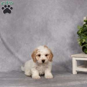 Dahlia, Bich-Poo Puppy