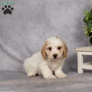 Dahlia, Bich-Poo Puppy