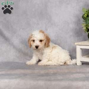 Dahlia, Bich-Poo Puppy