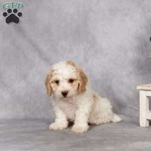 Dahlia, Bich-Poo Puppy