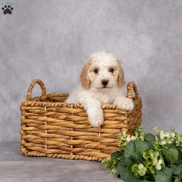 Dahlia, Bich-Poo Puppy