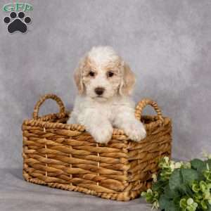 Delilah, Bich-Poo Puppy