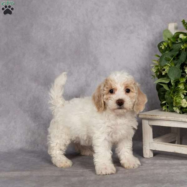 Delilah, Bich-Poo Puppy