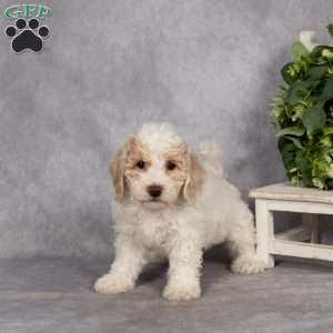 Delilah, Bich-Poo Puppy