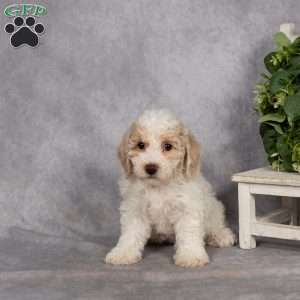 Delilah, Bich-Poo Puppy