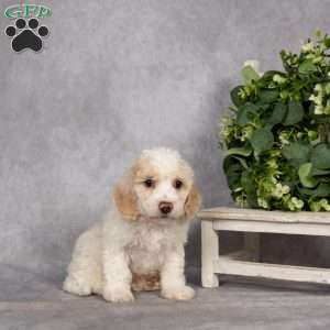 Donnie, Bich-Poo Puppy