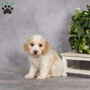 Donnie, Bich-Poo Puppy