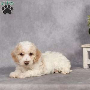 Donnie, Bich-Poo Puppy