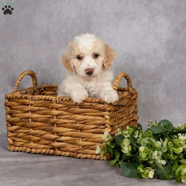 Donnie, Bich-Poo Puppy