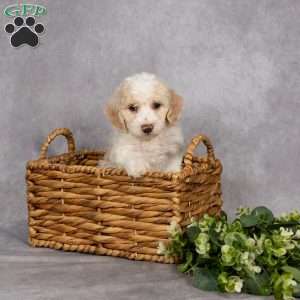 Donnie, Bich-Poo Puppy