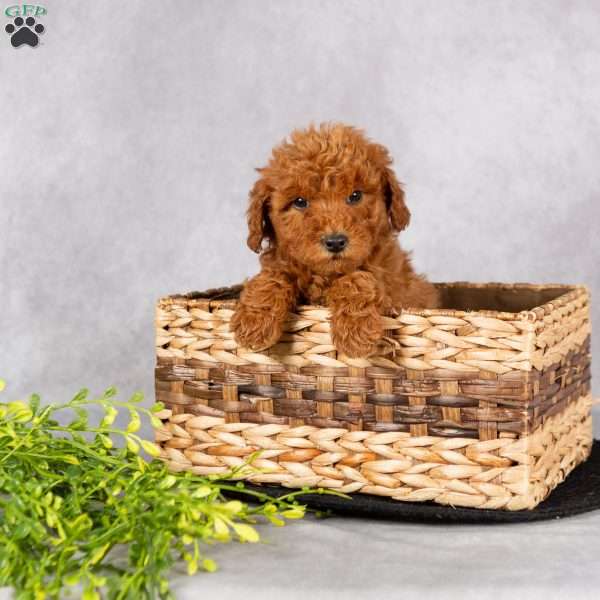 Leroy, Miniature Poodle Puppy