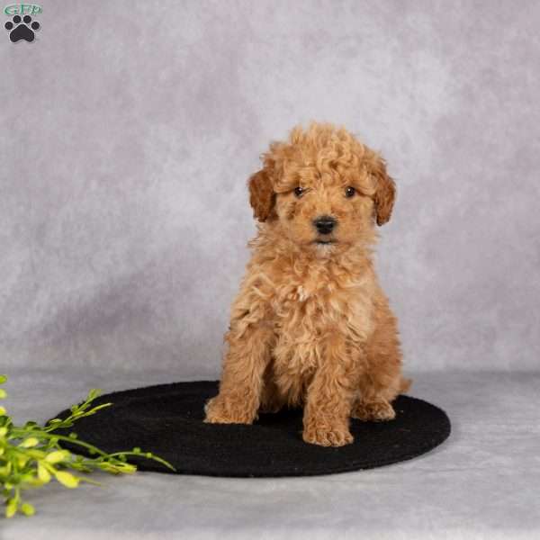 Lester, Miniature Poodle Puppy