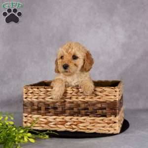 Lucy, Miniature Poodle Puppy