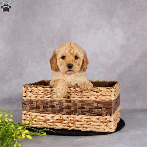 Lucy, Miniature Poodle Puppy