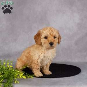 Lucy, Miniature Poodle Puppy