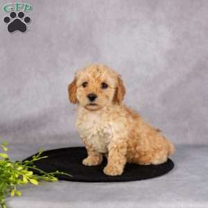 Lucy, Miniature Poodle Puppy