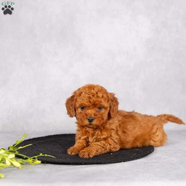 Lilac, Miniature Poodle Puppy
