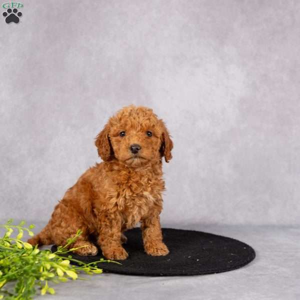 Lionel, Miniature Poodle Puppy