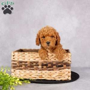 Lucas, Miniature Poodle Puppy