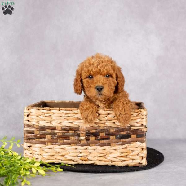 Lucas, Miniature Poodle Puppy