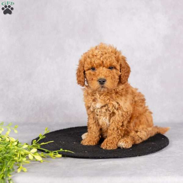 Lucas, Miniature Poodle Puppy