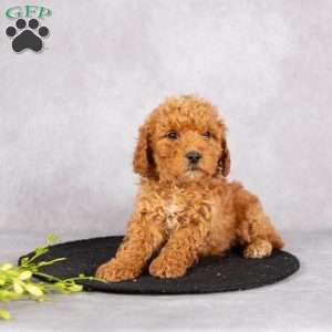 Lucas, Miniature Poodle Puppy