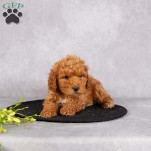 Lucas, Miniature Poodle Puppy